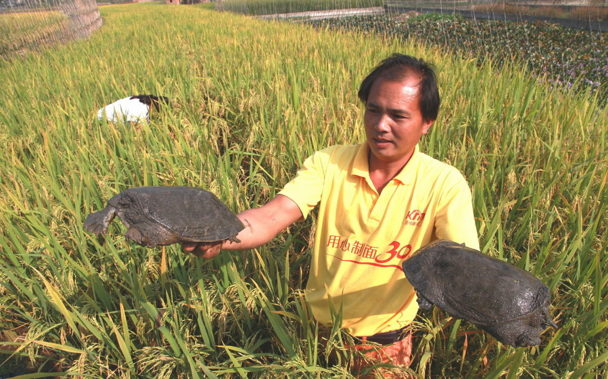 农村过去常见的甲鱼,现在都去哪里了?