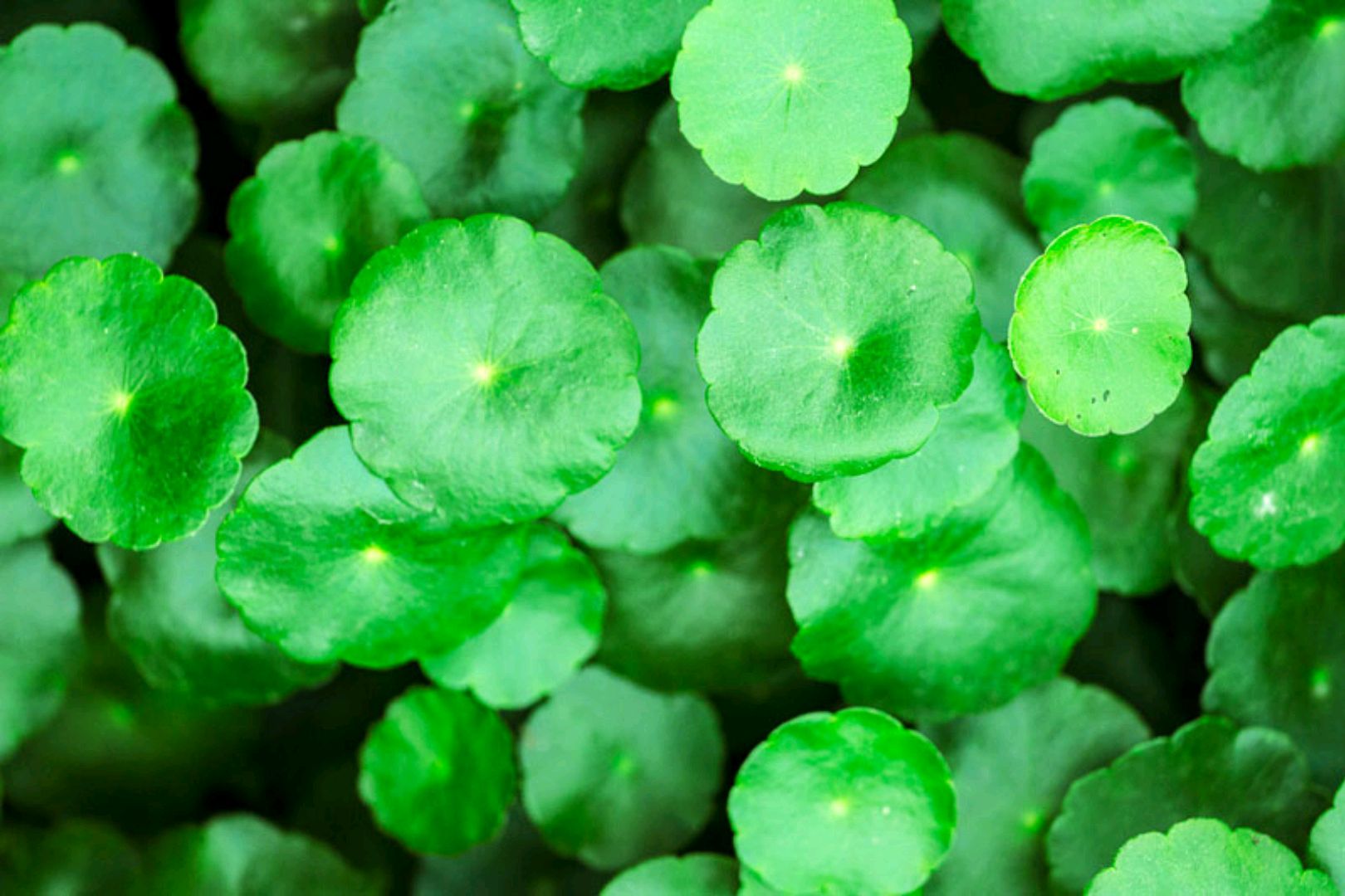 绿萝都养不活还能养什么花,好养活的懒人花绿萝