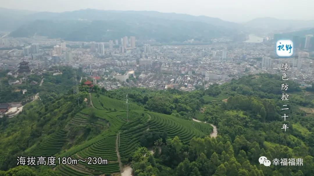 绿色茶园除草剂,无除草剂的茶园