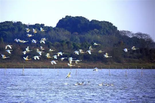 国庆肥西十大网红打卡地,合肥春游打卡攻略