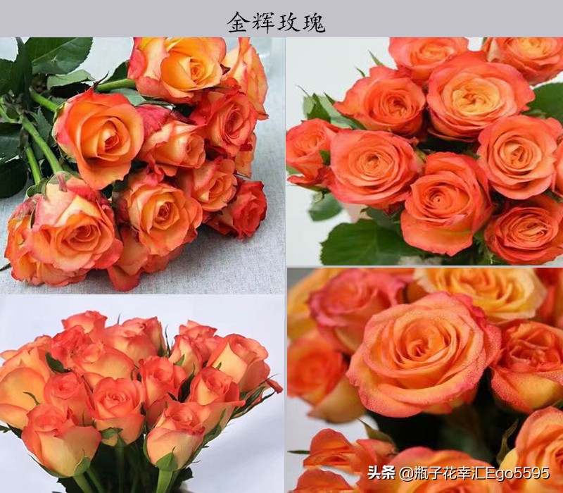 白加黄玫瑰花浪漫花语,粉色玫瑰花和粉色郁金香的花语