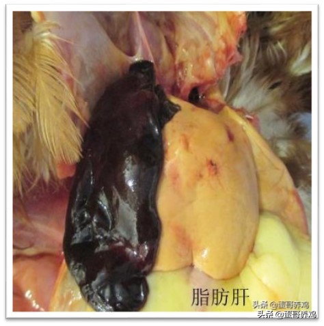 如何判断鸡的疾病,如何判断鸡消化道疾病