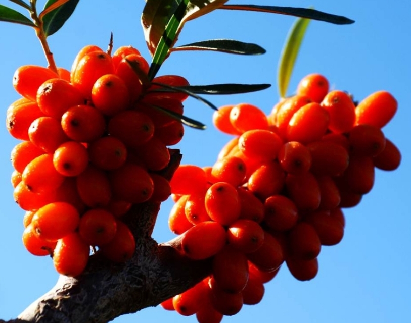 沙棘油功效与作用好处,沙棘油的功效与作用的说明书