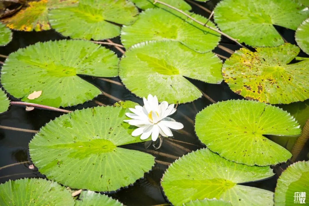 300+万㎡原始森林秘境，天河就有