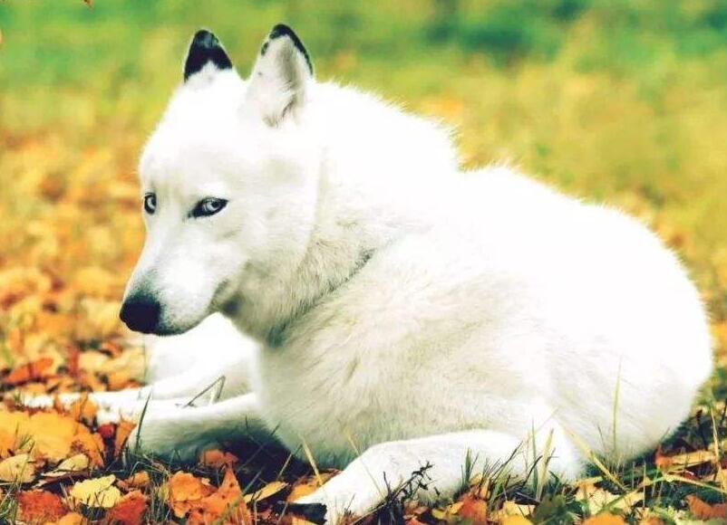 主人对狗狗做的6件事,主人做什么动作狗狗会开心