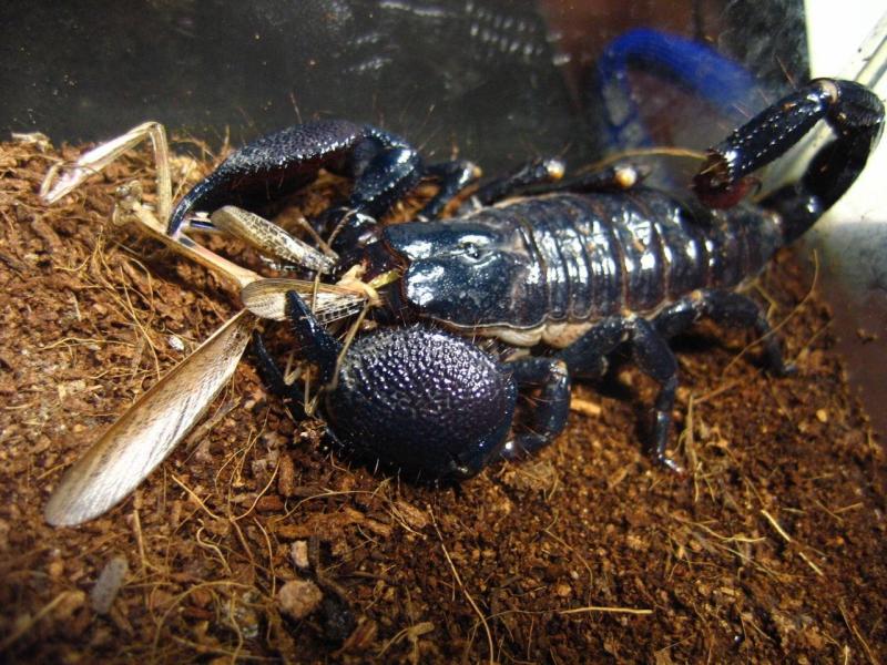 壹壹生态小视频,壹壹生态养殖