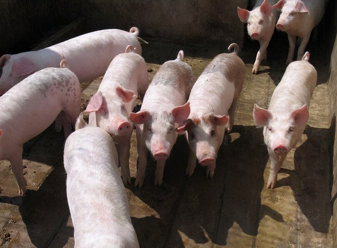 猪一吃料就吐用什么药,猪一吃料就呕吐