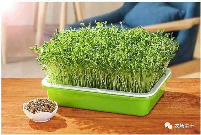 传统方法种菜也能致富的方法,纸上种菜怎么赚钱