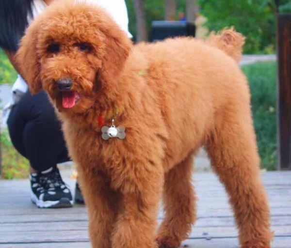 贵宾犬碰到巨型贵宾犬,为什么有巨型贵宾犬