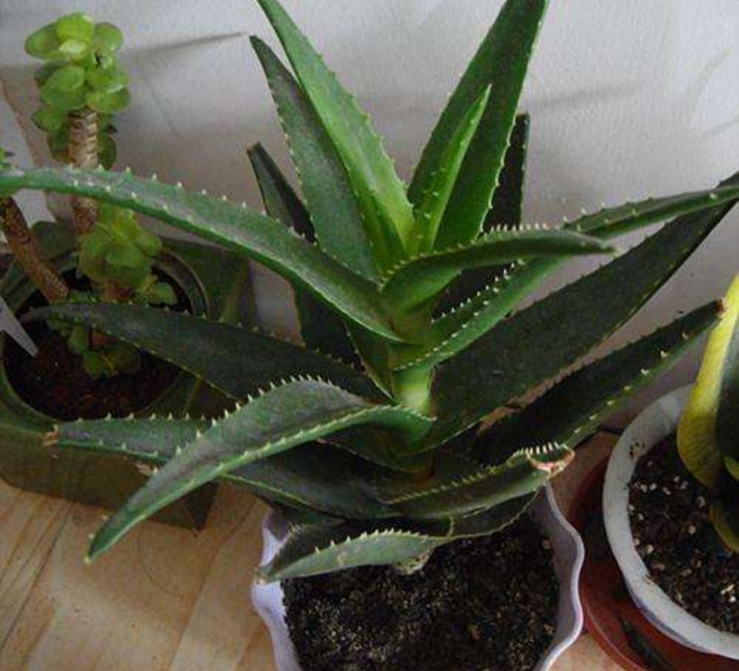 家里养的芦荟怎么做好吃,家里养芦荟的用法和功效