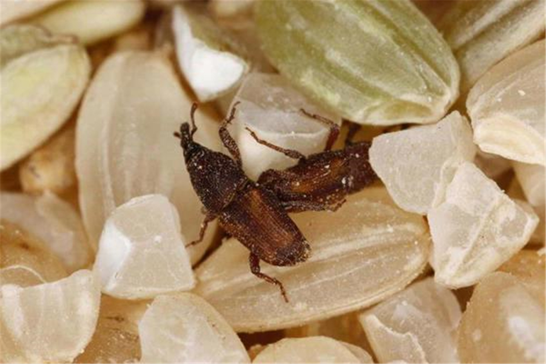 为什么密封好的大米还能长出虫子,大米里面为什么会长虫