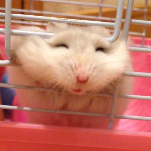 如何照顾仓鼠,仓鼠产后怎么照顾