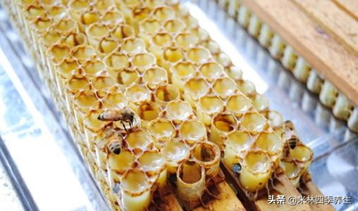 面对病毒，最好的办法就是增强免疫力，告诉你增强免疫力的方法