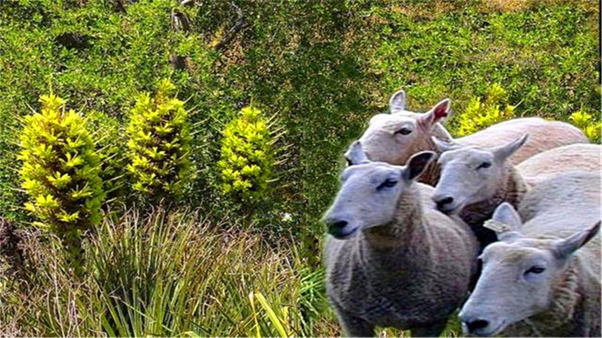 神奇植物“食羊树”,能够自己抓羊吃,村民一发现就要立马烧毁