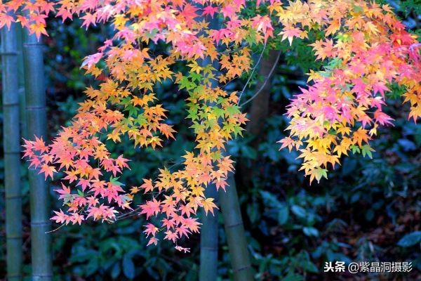 700年历史的日本小寺，为了看秋叶要买两次票，一次比一次贵