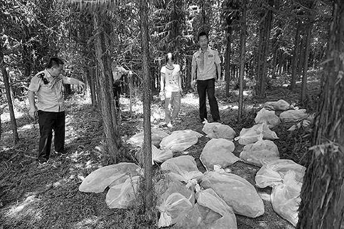 野猪400多公斤咬死老虎,野猪被斩断