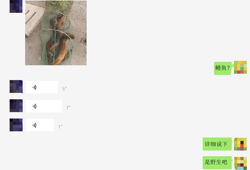 野外徒手抓巨型鳝鱼,广西人捕捉十多斤黄鳝