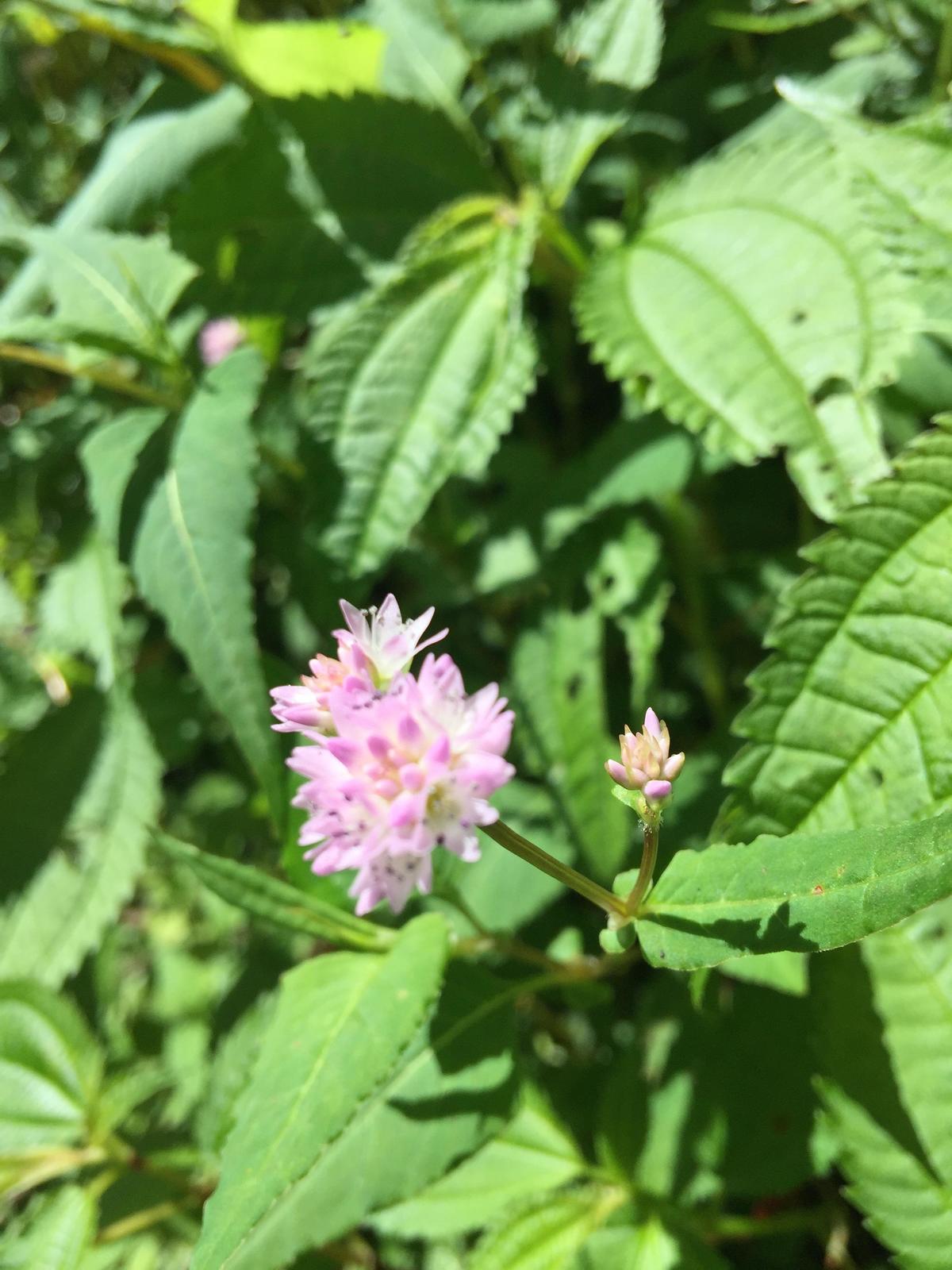峨眉山登顶佛像,峨眉山登顶记完整版