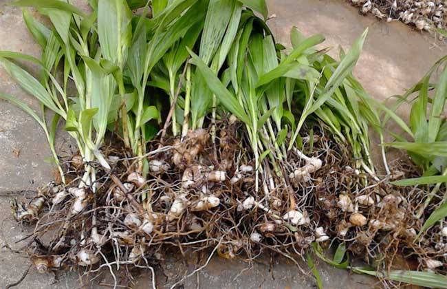 白芨出售时怎样分类,这段时间收购的白芨有哪些