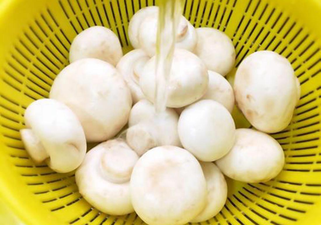 双孢菇种植技术和管理,双孢菇种植需要什么条件