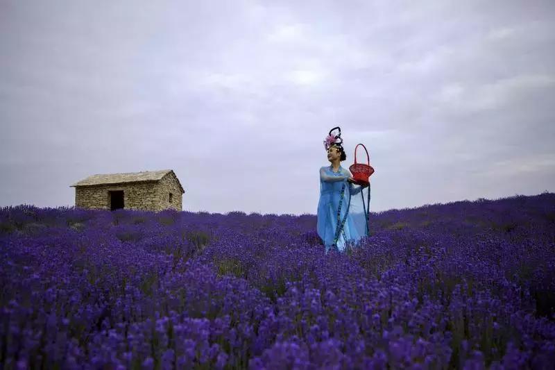 紫色胜境美翻了，世界第三大薰衣草芳香小镇竟然就在山东潍坊