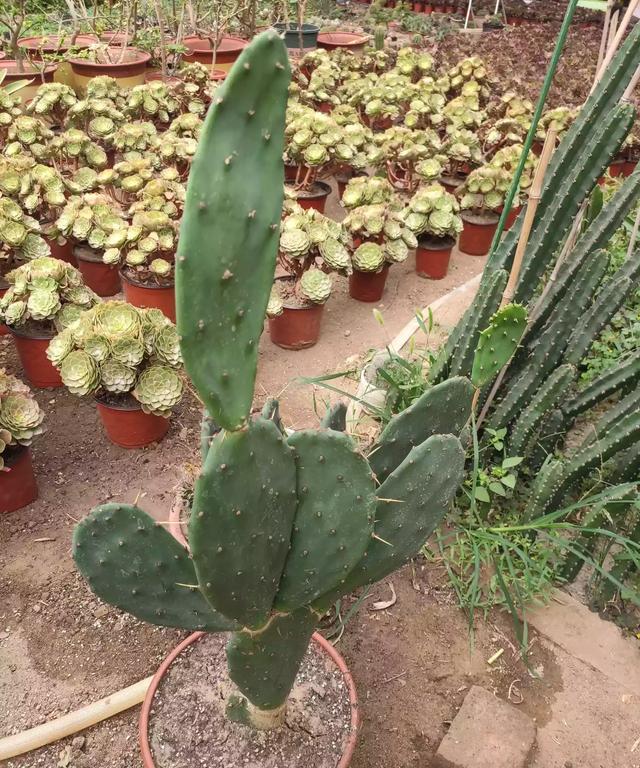 仙人掌养得干瘪瘦弱？小花匠用这方法，个个掌片半米长，宽大肥厚