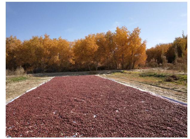 楼兰果业董事长张新政,新疆楼兰果业股份有限公司张新政