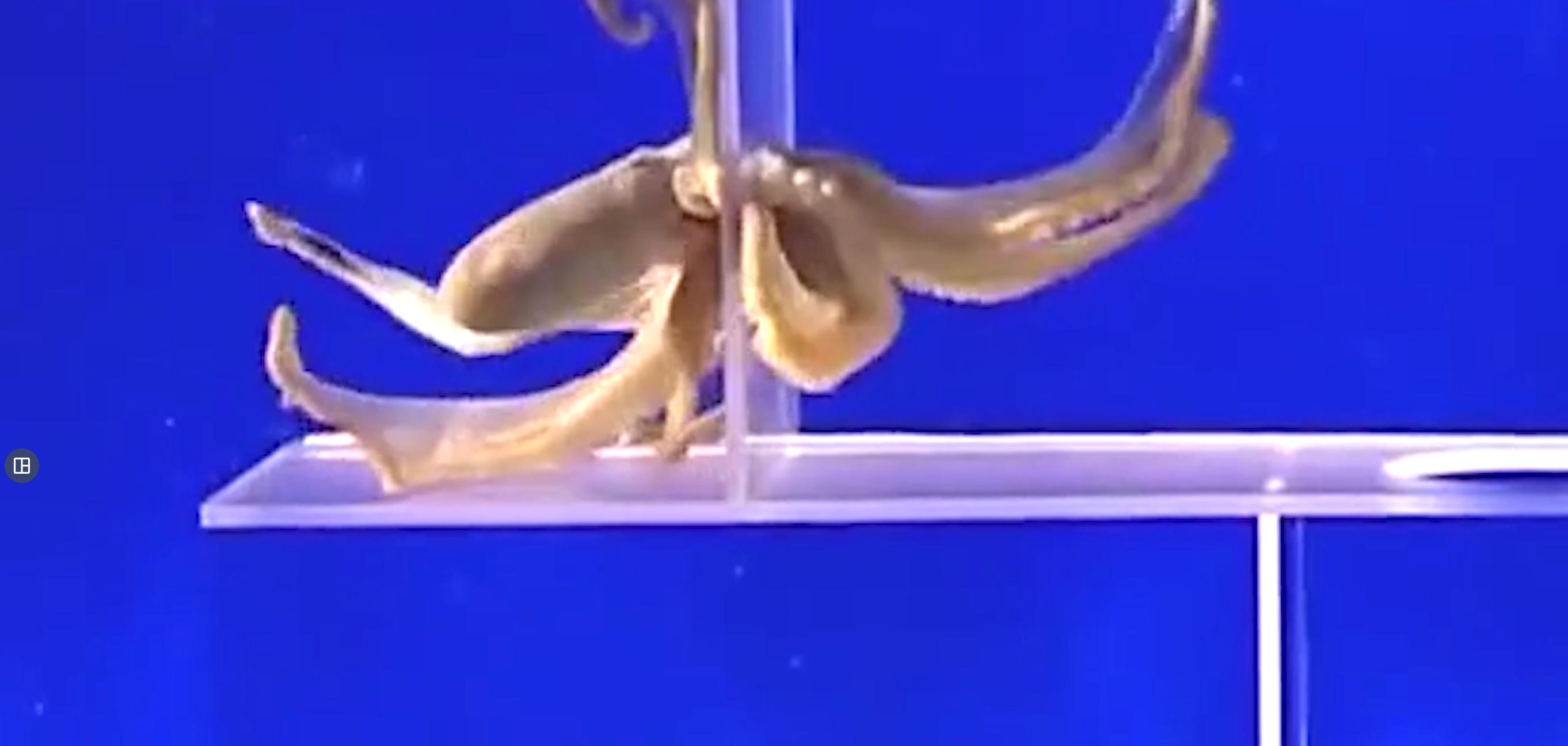 科学家推测章鱼是外星物种,誉为地球上最像外星人的生物章鱼