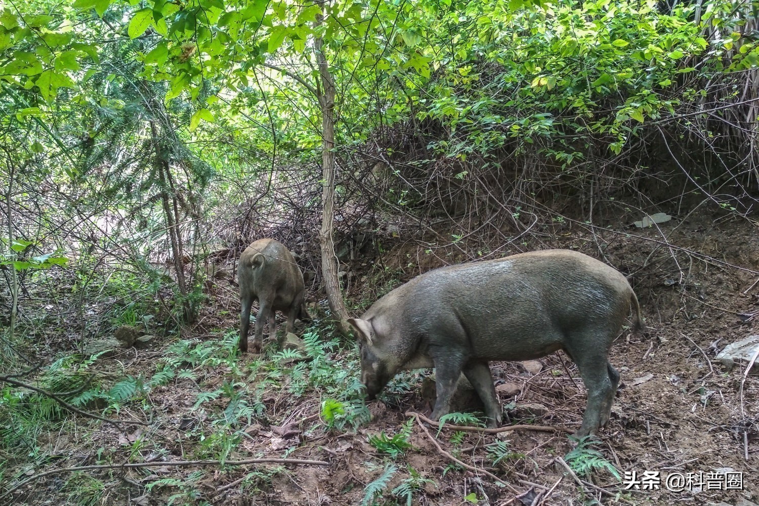为啥野猪泛滥成灾还要保护,中国野猪数量高达百万