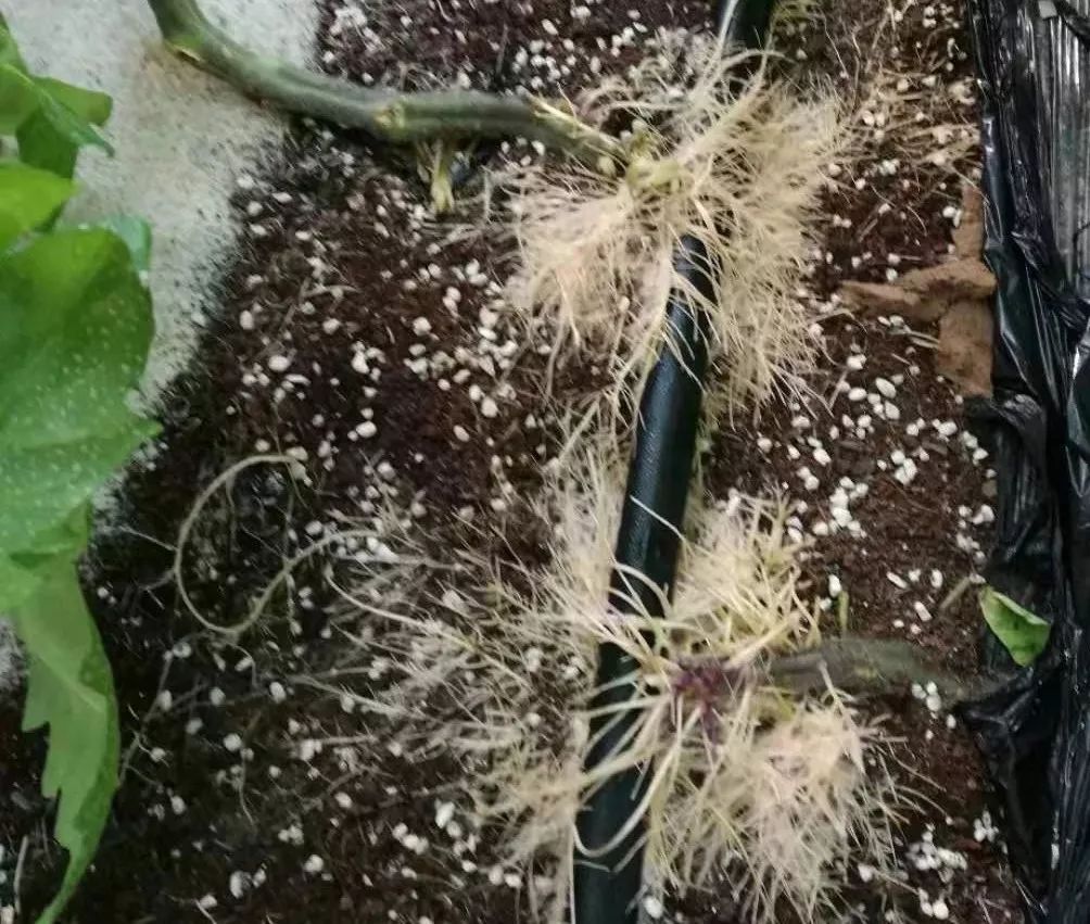 无土栽培和土壤种植技术研究所,农业无土栽培技术培训