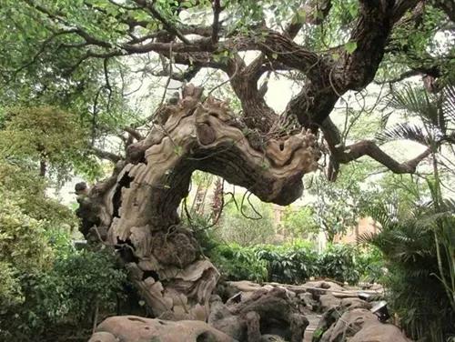 假树仿真盆景,新区仿真假树制作