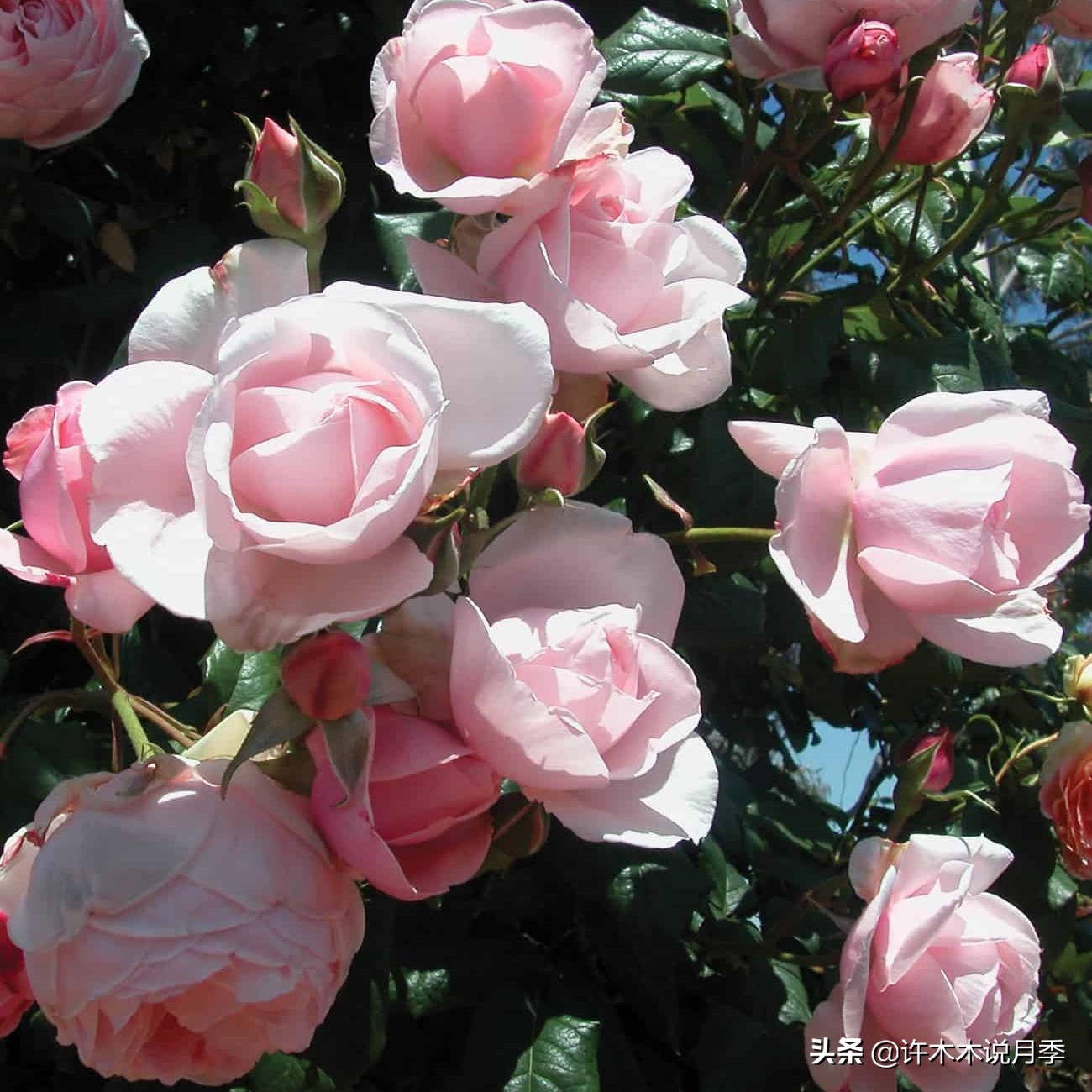 月季品种大全怎样养好月季,月季哪个品种好养一点