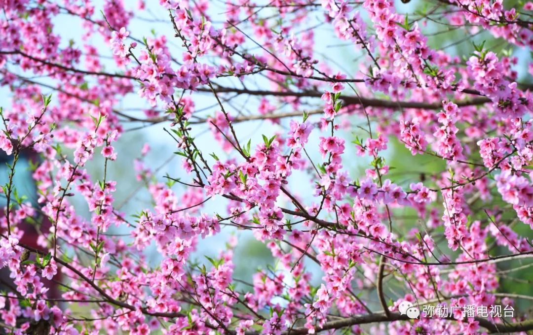 三月弥勒什么地方可以赏花,弥勒3月赏花攻略