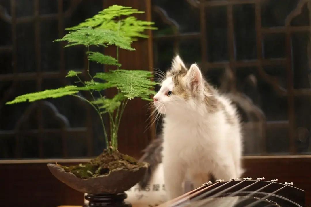 古人让人惊艳的雅称,古人取名艺术