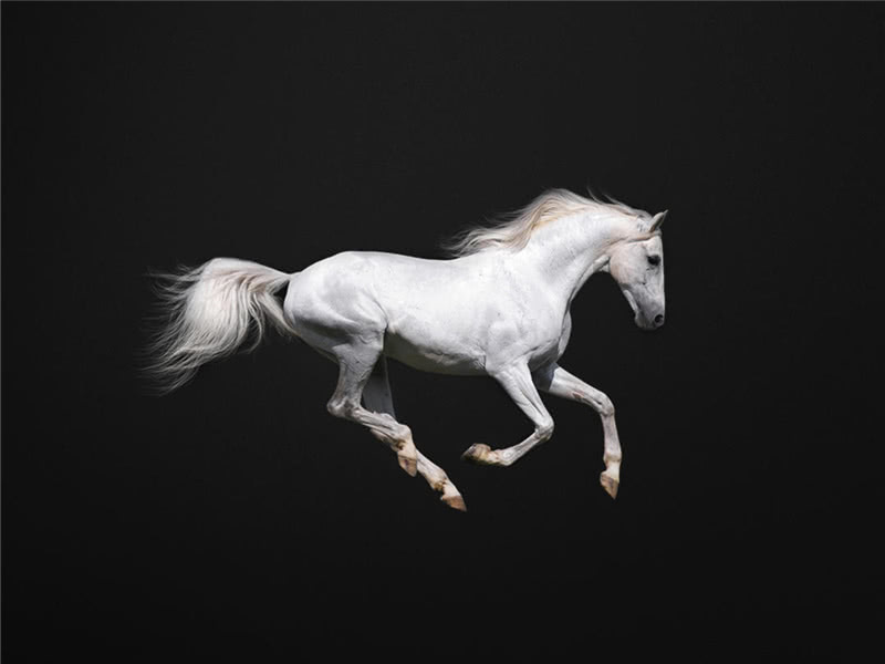 有四个马的车标,4个车标带马的品牌