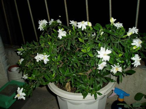 栀子花浇酸水后蔫了怎么办,家里栀子花叶子发黄是什么原因