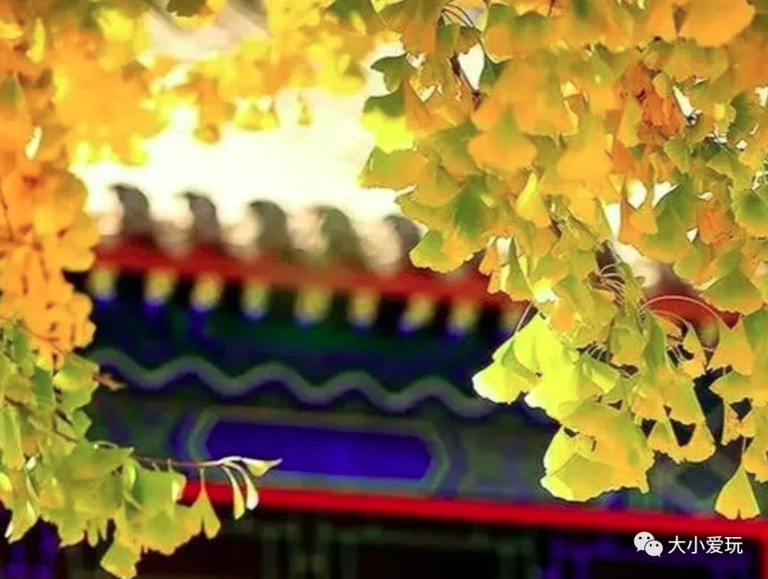 北京红螺寺银杏最佳观赏时间,北京赏银杏景区有哪些