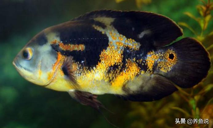 新手养什么观赏鱼好养,新手养什么观赏鱼好养活