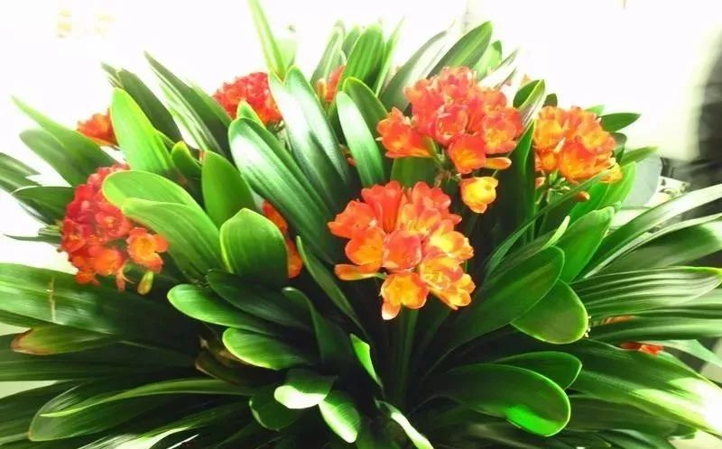 1个洋葱丢盆里,花朵砰砰开,一下能变2个头,省钱了!