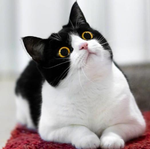 什么样的猫才是旺家猫,猫的九大习性代表着什么