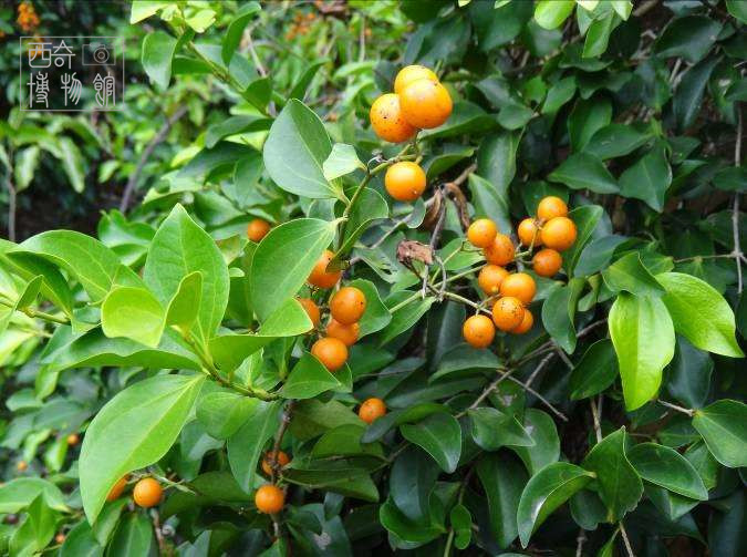 盘点古代十大剧毒,最常见的十种剧毒