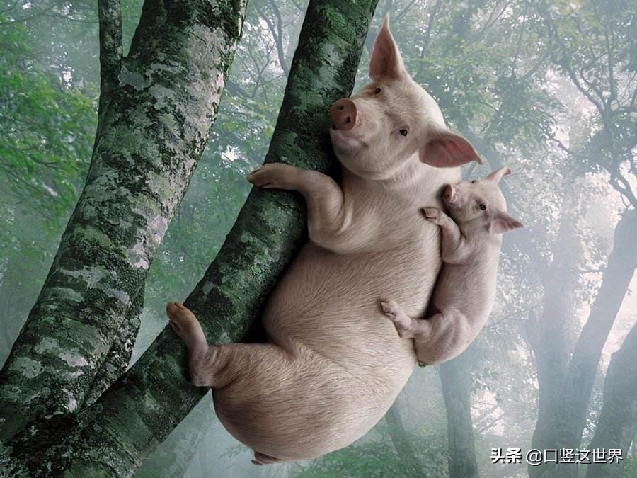 口竖读历史——中国历史上国姓因果