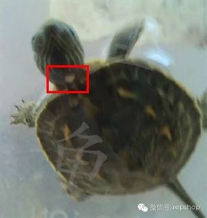 乌龟常见疾病,乌龟常见疾病图解