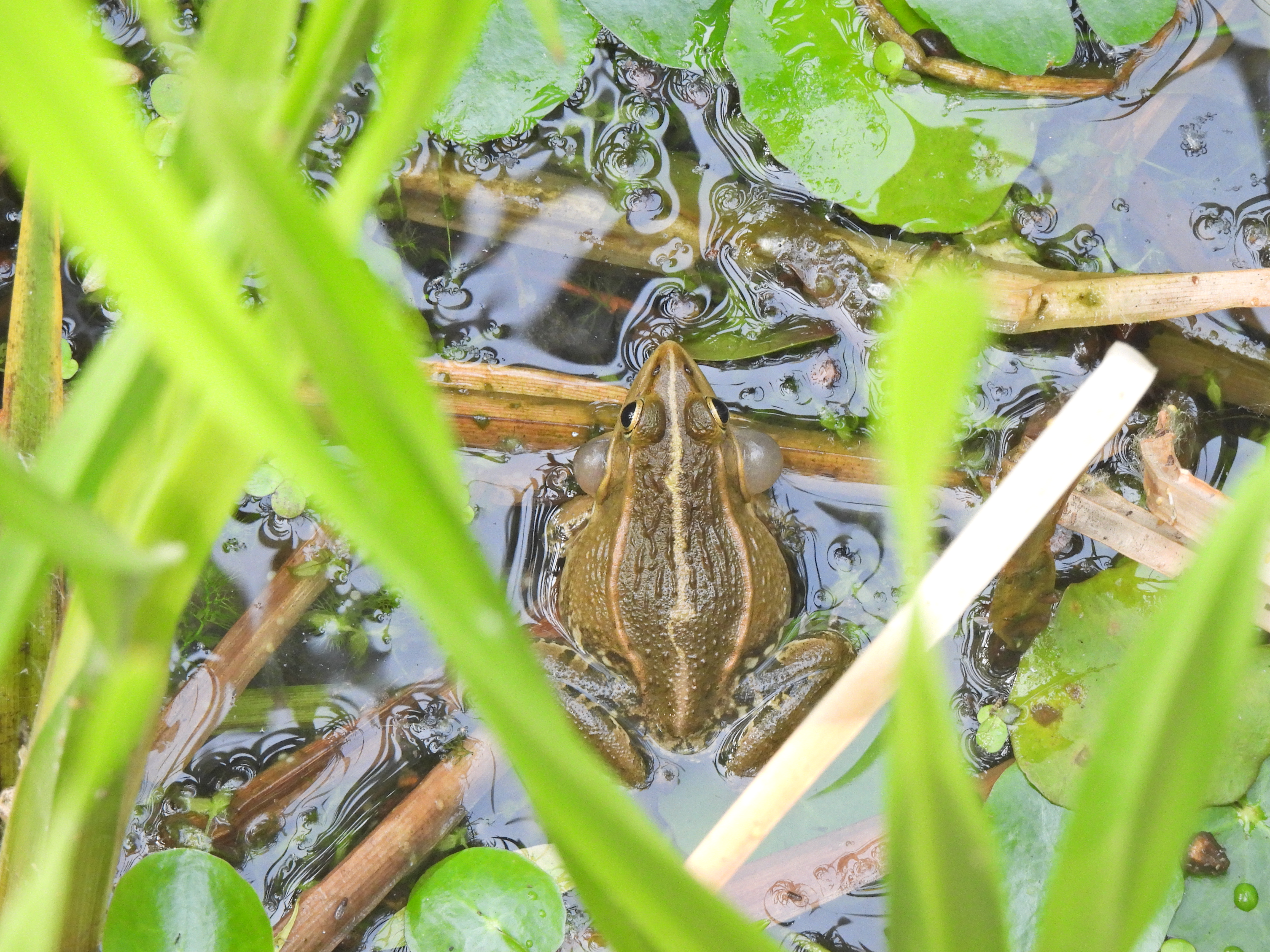 尼康p950长焦多少钱,尼康nikoncoolpixp950