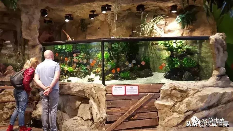 七彩神仙鱼水族箱布景,七彩神仙鱼苗繁殖技术