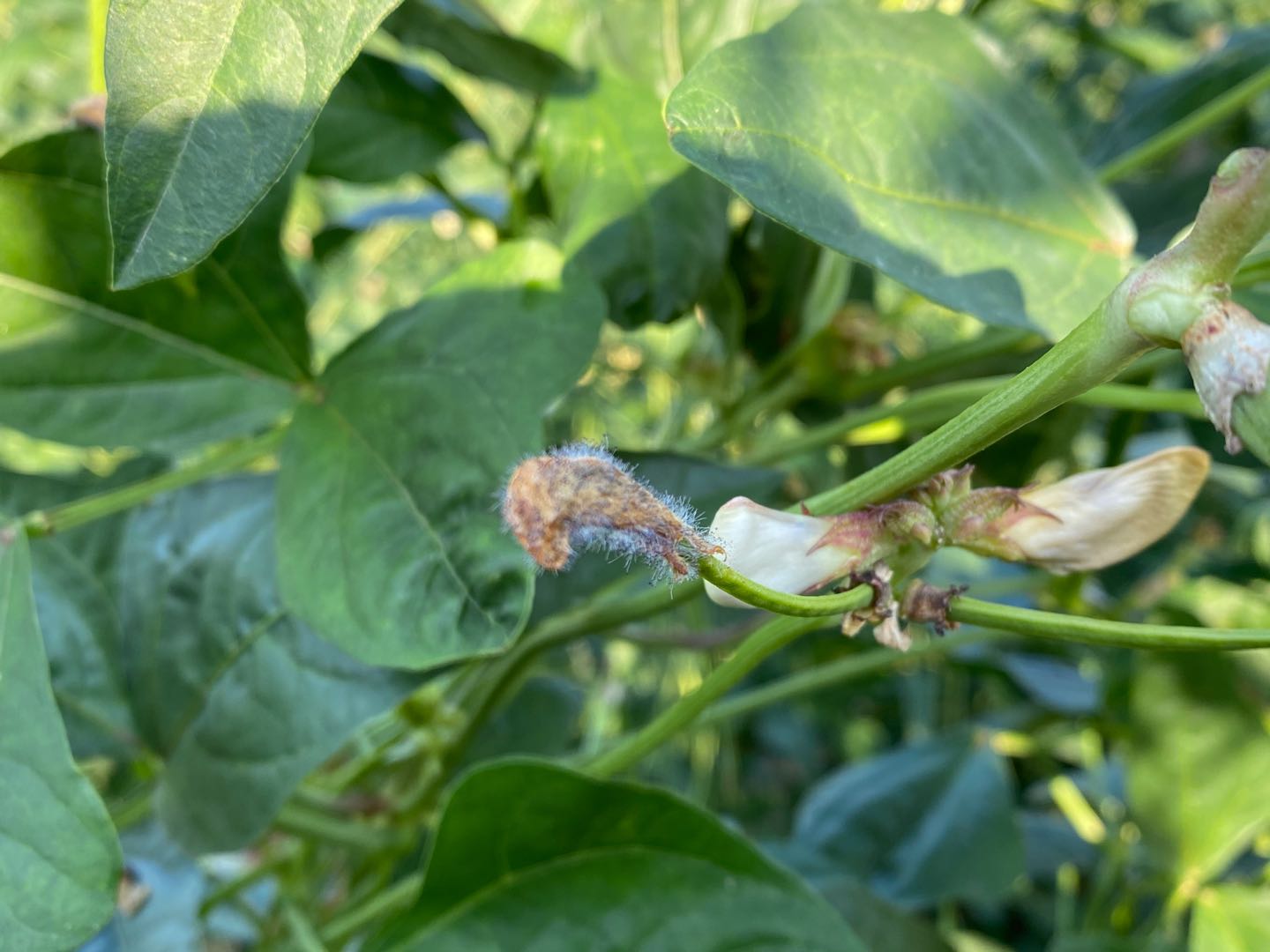 豇豆叶霉和灰霉病一样吗,豇豆叶子发黄什么原因灰霉病