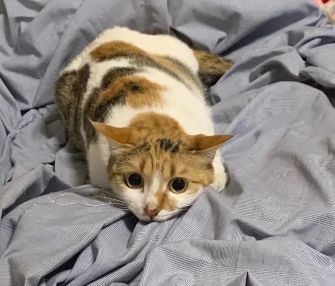 和宠物交流说什么,宠物谈恋爱怎么回事