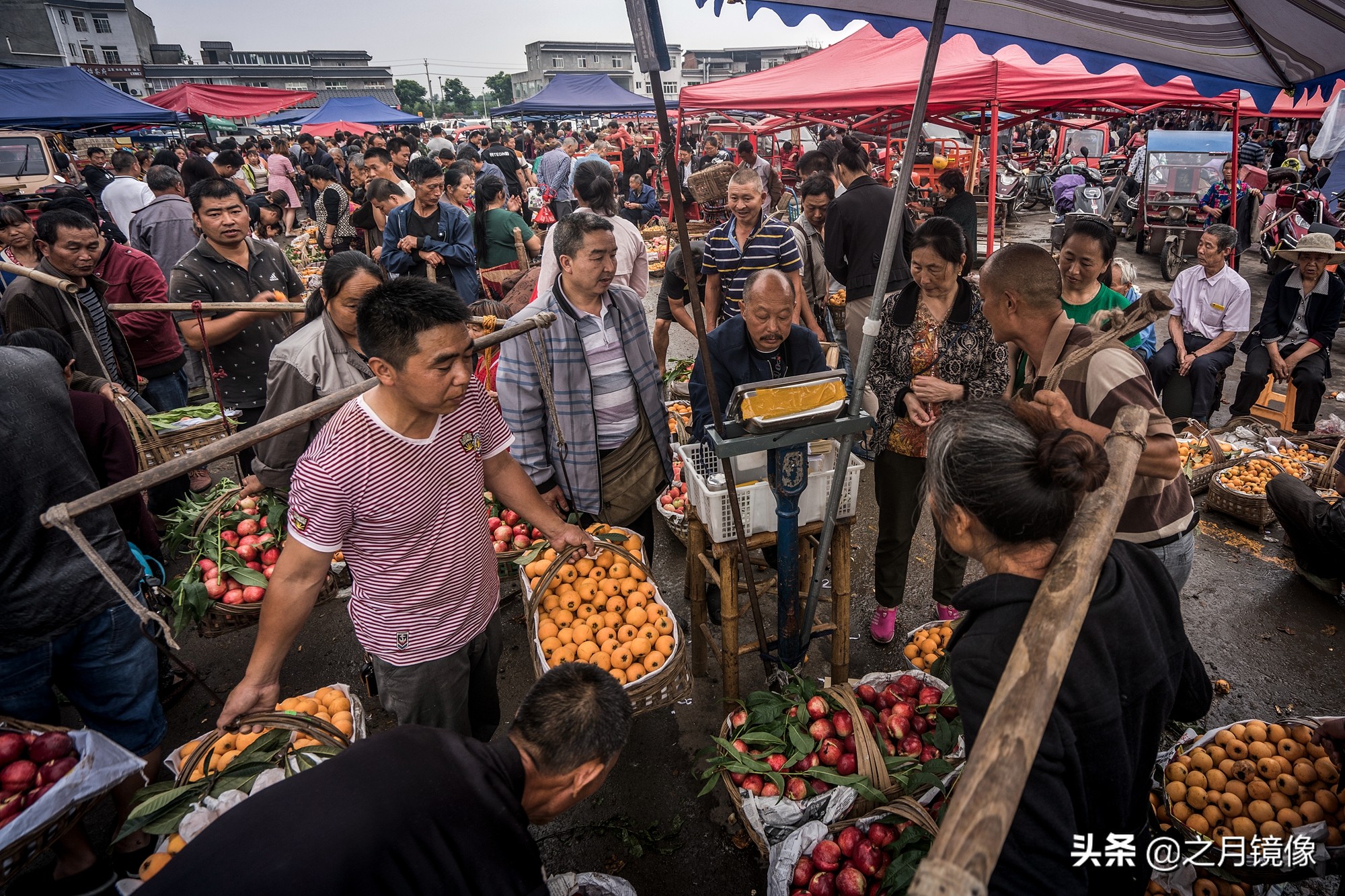 天府新区太平枇杷,成都太平枇杷批发市场