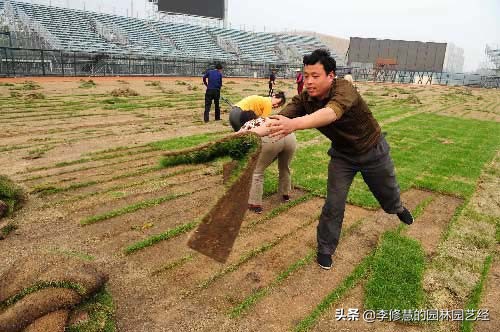 草坪怎么种植打理,草坪如何修剪
