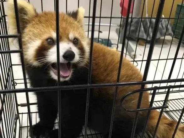 被查处的野生动物怎么处理,处理罚没野生动物的规定